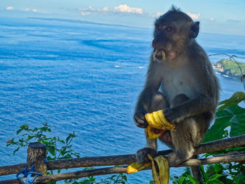 Monkey sitting on wood at shore and eat banana