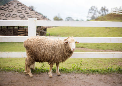 Sheep standing in a field