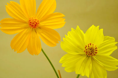 Close-up of yellow cosmos flower