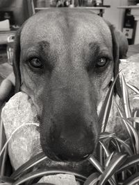 Close-up portrait of dog
