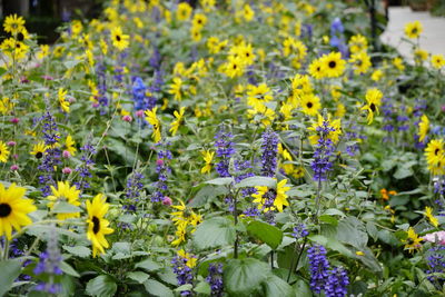 Close-up of yellow flowering plants