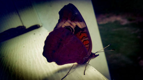 Close-up of butterfly perching on leaf