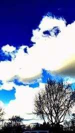 Low angle view of trees against blue sky