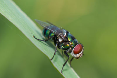 Close-up of fly on leaf