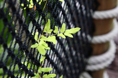 Close-up of fern leaves