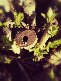 Close-up of plant