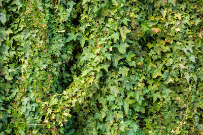 Full frame shot of ivy growing on land