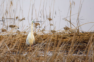 Great egret bird, ardea alba.