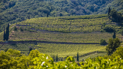View of vineyard against trees