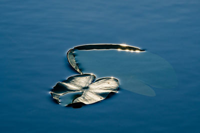 A single lily leaf on calm water, sweden.
