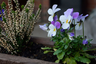 Close-up of purple flowering plant