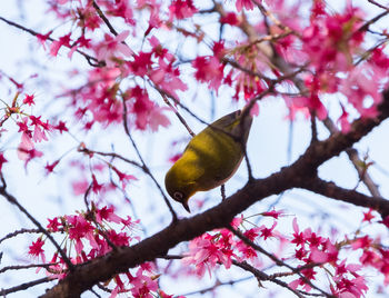 Low angle view of bird perching on tree