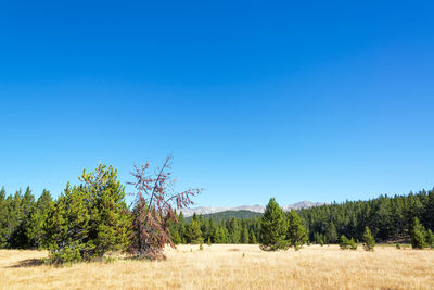 Trees on field against clear blue sky