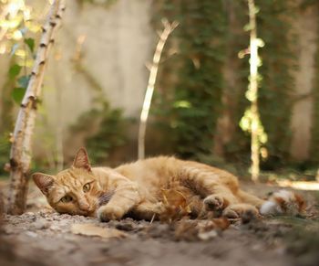 Portrait of ginger cat lying on land