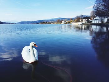 Swan swimming in a lake