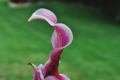 Close-up of flower blooming outdoors