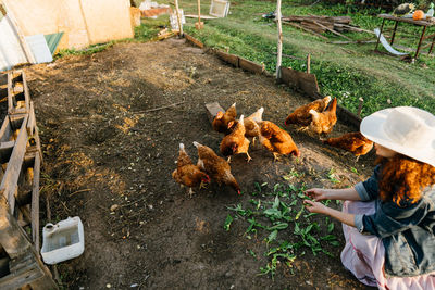 Woman farmer feeding chickens, sunny morning at home farm