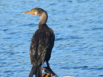 Close-up of bird perching on a lake