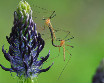 Close-up of butterfly pollinating on flower