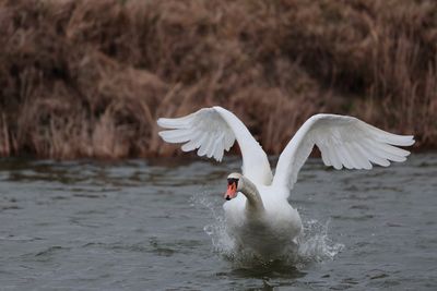 White swan starts flying out of the water