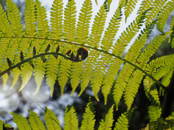 Close-up of caterpillar on leaves