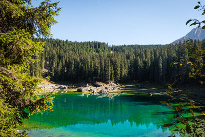 Scenic view of lake in forest against sky