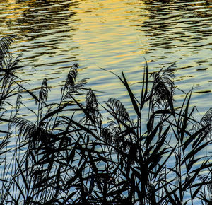 High angle view of plants in lake