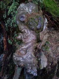 Close-up of moss on tree trunk