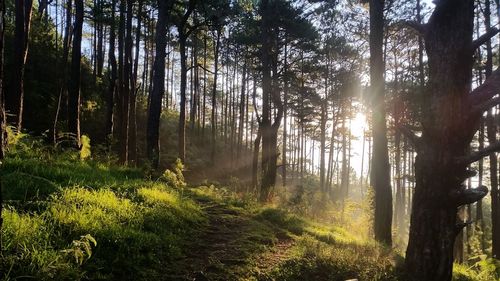 Sun shining through trees in forest