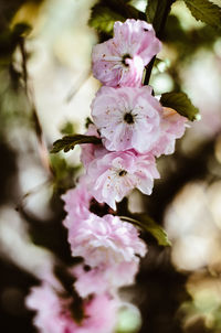 Close-up of pink cherry blossoms