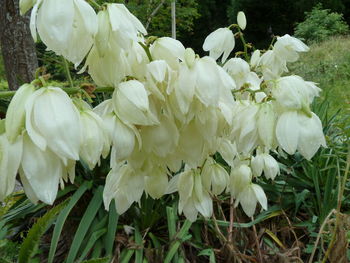 Close-up of white flowers blooming outdoors