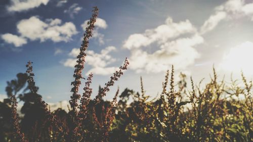 Low angle view of flowers against sky