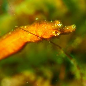 Close-up of wet spider on plant