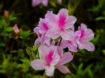 Close-up of pink flowers blooming outdoors