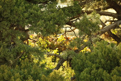 Plants and trees in forest