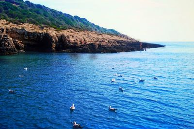 Swans swimming in sea against clear sky