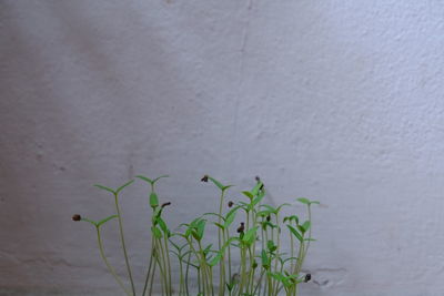 Close-up of plant against wall