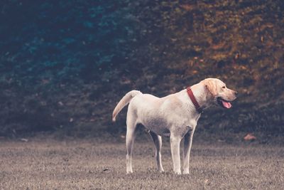 Side view of dog looking away while standing on field