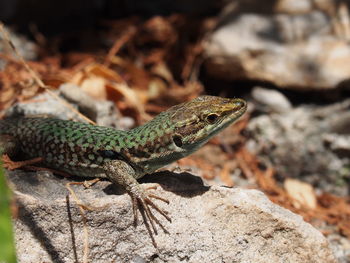 Close-up of lizard on rock