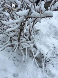 Close-up of frozen tree during winter