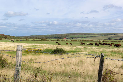 View of cattle grazing in field