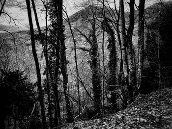 Silhouette bare trees in forest