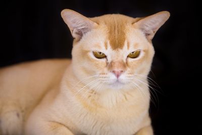 Close-up portrait of ginger cat