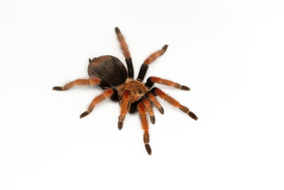 Close-up of spider on white background