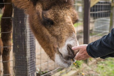 Cropped hand of man feeding camel behind fence