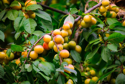 Plum tree full of fruits - ameixeira carregada de frutos.