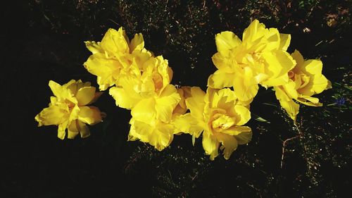 Close-up of yellow flowers against black background