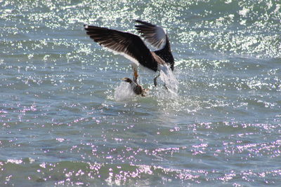 Bird flying over sea