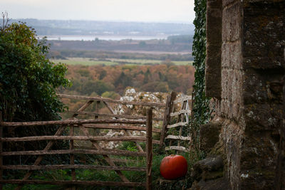 View of apples on landscape