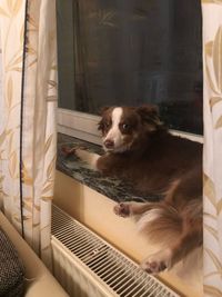 Dog looking through window at home